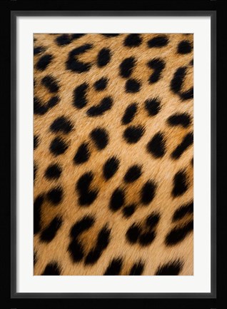 Framed Leopard, Okavango Delta, Botswana Print