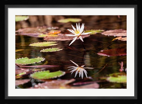 Framed Lily in bloom on the Du River, Monrovia, Liberia Print