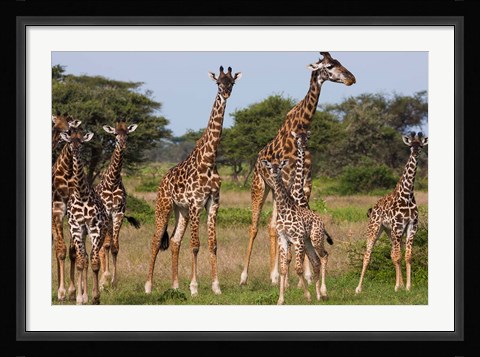 Framed Maasai giraffe, Serengeti NP, Tanzania. Print
