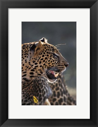 Framed Leopard, Panthera pardus, Samburu Game Reserve, Kenya Print