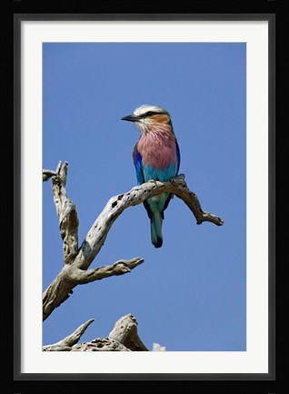 Framed Lilac breasted Roller bird, Masai Mara, Kenya Print