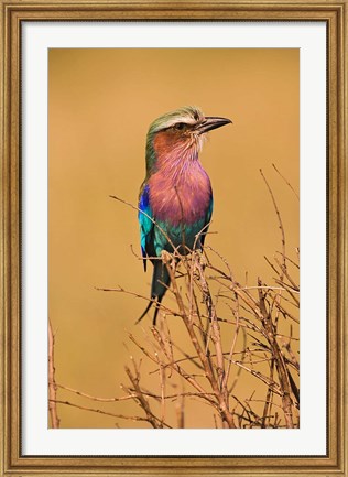 Framed Lilac-breasted Roller, Masai Mara Game Reserve, Kenya Print