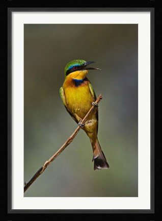 Framed Little Bee Eater, Bird, Samburu Game Reserve, Kenya Print