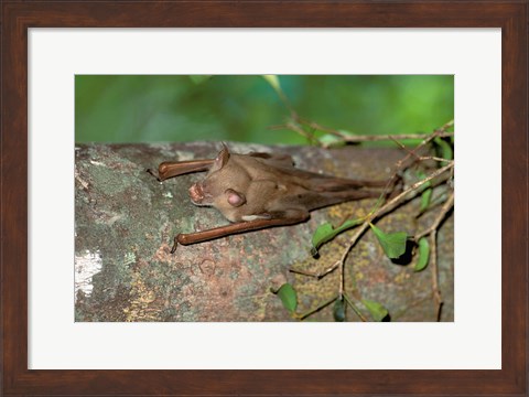 Framed Madagascar, Commerson&#39;s leaf-nosed bat wildlife Print
