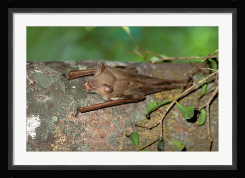 Framed Madagascar, Commerson's leaf-nosed bat wildlife Print