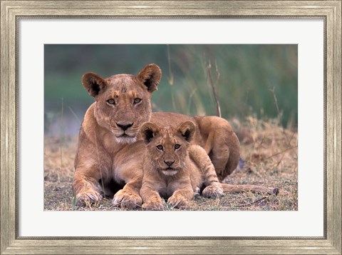 Framed Lions, Okavango Delta, Botswana Print