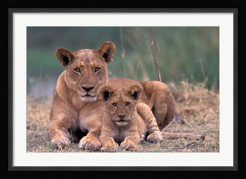 Framed Lions, Okavango Delta, Botswana Print