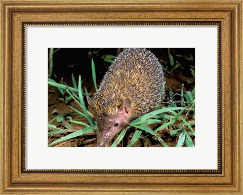 Framed Madagascar, Ankarana, Greater Hedgehog tenrec wildlife Print