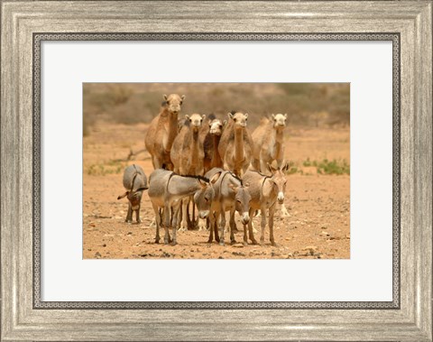Framed Mauritania, Adrar, Camels and donkeys going to the well Print