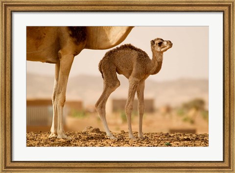Framed Mauritania, Guelb Jmel, Little dromedary at the well Print