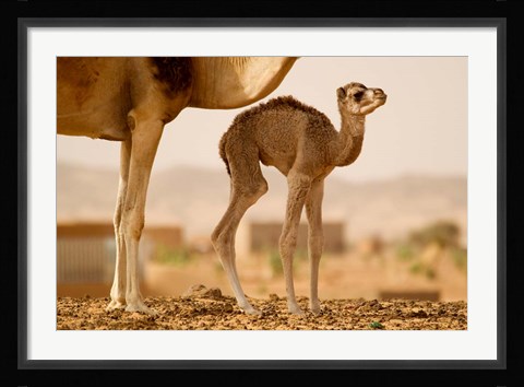 Framed Mauritania, Guelb Jmel, Little dromedary at the well Print