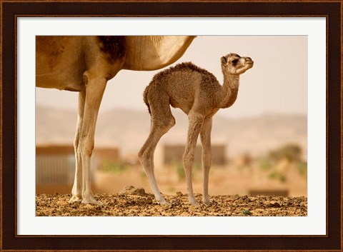 Framed Mauritania, Guelb Jmel, Little dromedary at the well Print