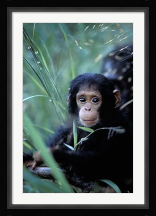Framed Infant Chimpanzee, Tanzania Print