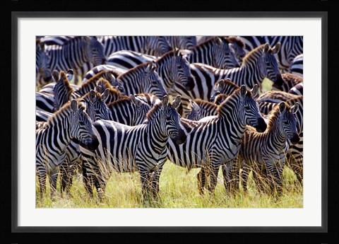 Framed Large herd of Burchell's Zebras, Masai Mara Game Reserve, Kenya Print