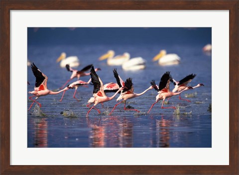 Framed Lesser Flamingos running on water, Lake Nakuru National Park, Kenya Print