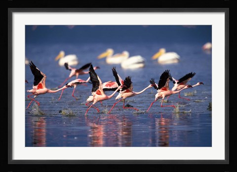 Framed Lesser Flamingos running on water, Lake Nakuru National Park, Kenya Print