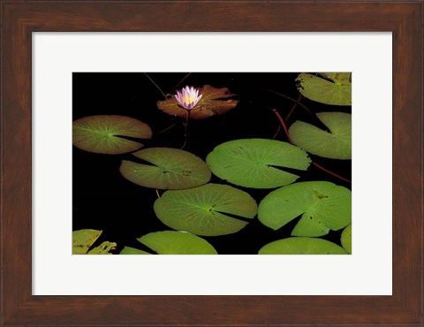 Framed Lily Pads, Okavango Delta, Botswana Print
