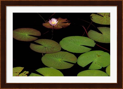 Framed Lily Pads, Okavango Delta, Botswana Print