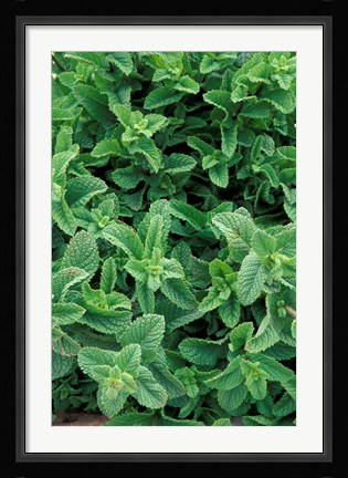 Framed Mint Leaves for Brewing Traditional Tea, Morocco Print