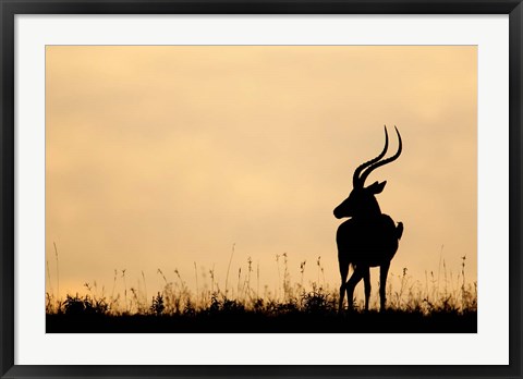 Framed Impala With Oxpecker Bird, Nakuru National Park, Kenya Print
