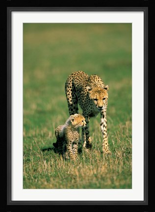Framed Kenya, Masai Mara Game Reserve, Cheetah with cub Print