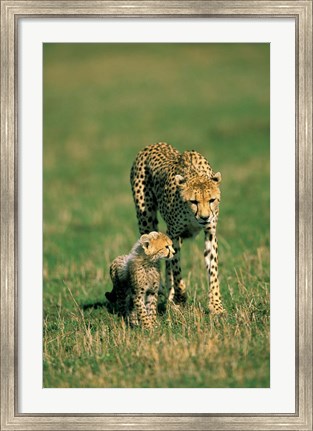 Framed Kenya, Masai Mara Game Reserve, Cheetah with cub Print