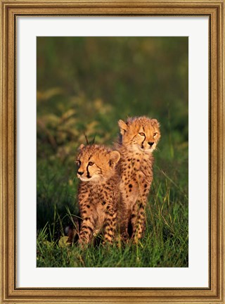Framed Cheetah cubs, Kenya Print