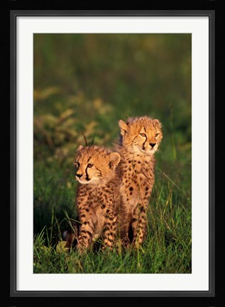 Framed Cheetah cubs, Kenya Print