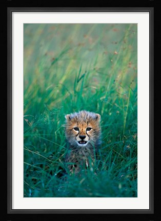 Framed Kenya, Masai Mara GR, Cheetah cub in tall grass Print