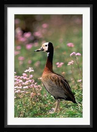 Framed Knob-billed Duck, La Madraka, Madagascar Print