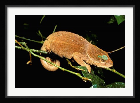 Framed Malagasy Chameleon on Branch, Montagne D'Ambre National Park, Madagascar Print