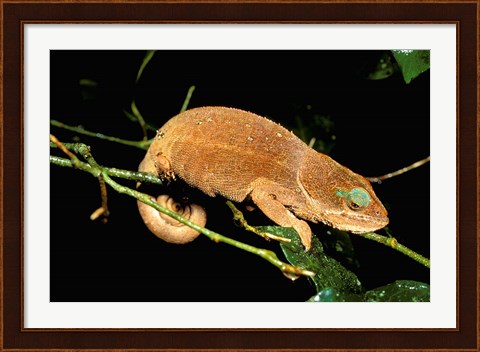Framed Malagasy Chameleon on Branch, Montagne D&#39;Ambre National Park, Madagascar Print