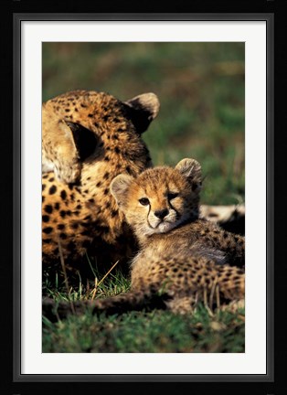 Framed Kenya, Masai Mara Game Reserve. Cheetah cub Print