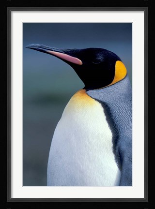 Framed King Penguin, South Georgia Island, Antarctica Print