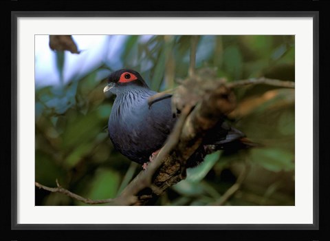 Framed Madagascar, Ranamafana, blue pigeon, bird Print