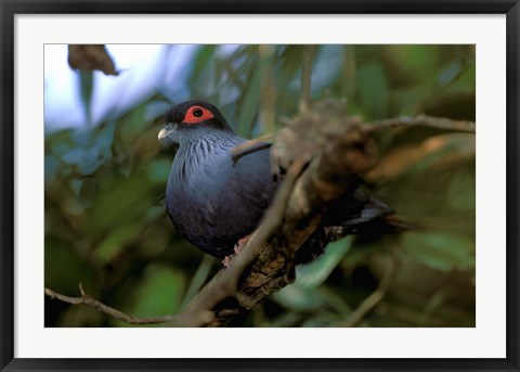 Framed Madagascar, Ranamafana, blue pigeon, bird Print