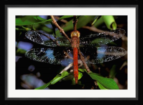 Framed Madagascar, Ankarana Reserve, Malagasy Dragonfly insect Print