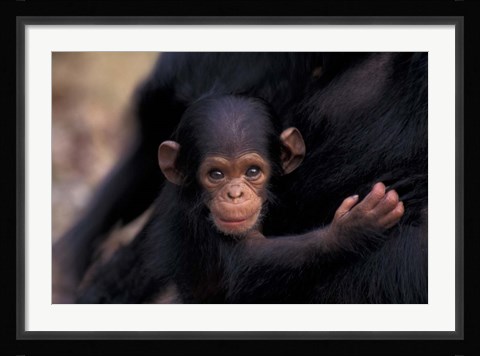Framed Infant Chimpanzee, Gombe National Park, Tanzania Print