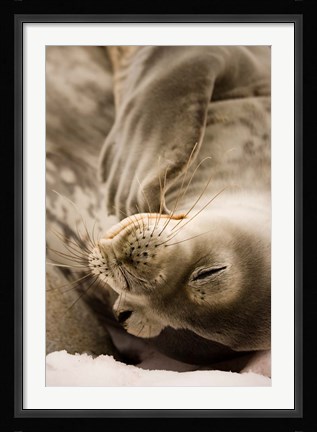 Framed Jougla, Pt., Antarctica. Sleepy Weddell seal. Print