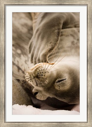 Framed Jougla, Pt., Antarctica. Sleepy Weddell seal. Print