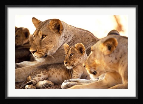 Framed Lion cub among female lions, Samburu National Game Reserve, Kenya Print