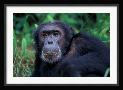 Framed Male Chimpanzee Relaxing, Gombe National Park, Tanzania Print