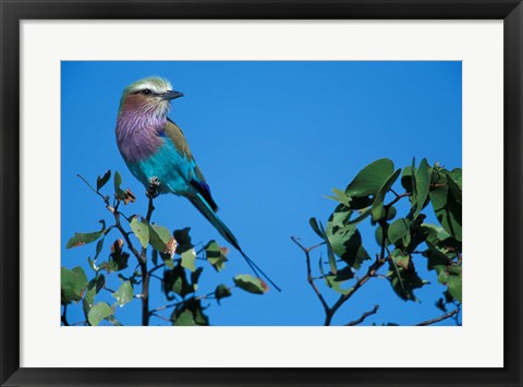 Framed Lilac-Breasted Roller in Savuti Marsh, Chobe National Park, Botswana Print