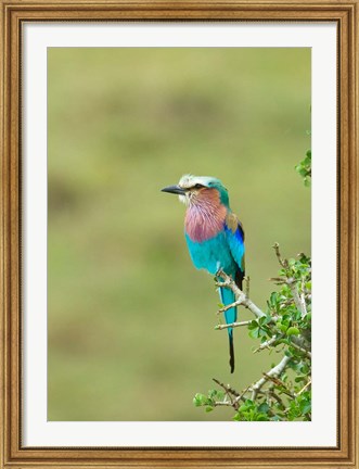 Framed Kenya, Masai Mara. Lilac-breasted roller bird Print