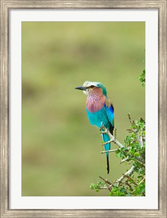 Framed Kenya, Masai Mara. Lilac-breasted roller bird Print