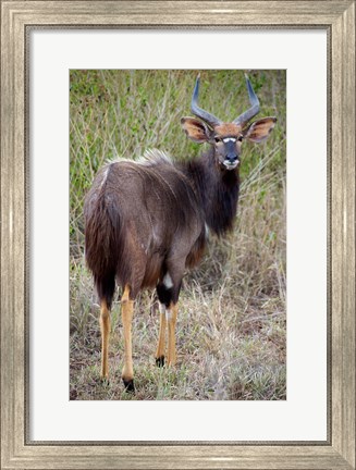 Framed Male Nyala, Zulu Nyala Game Reserve, Kwazulu Natal, South Africa Print