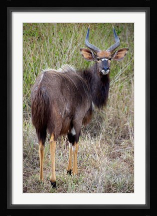 Framed Male Nyala, Zulu Nyala Game Reserve, Kwazulu Natal, South Africa Print