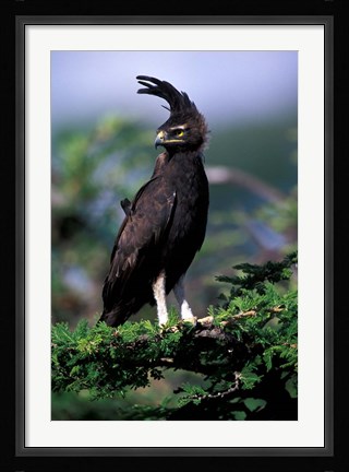 Framed Kenya. Long-crested Eagle (lophaetus occipitalis) Print