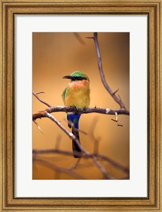 Framed Kenya. Red-throated bee eater bird- Print