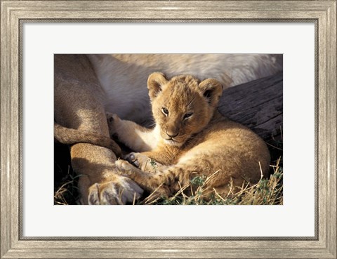 Framed Kenya, Masai Mara. Six week old Lion cub (Panthera leo) Print